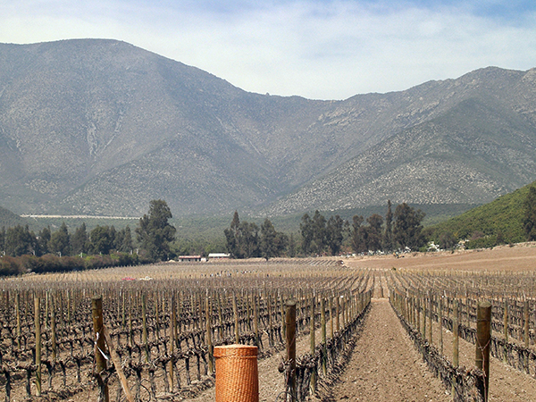 Vineyards in September